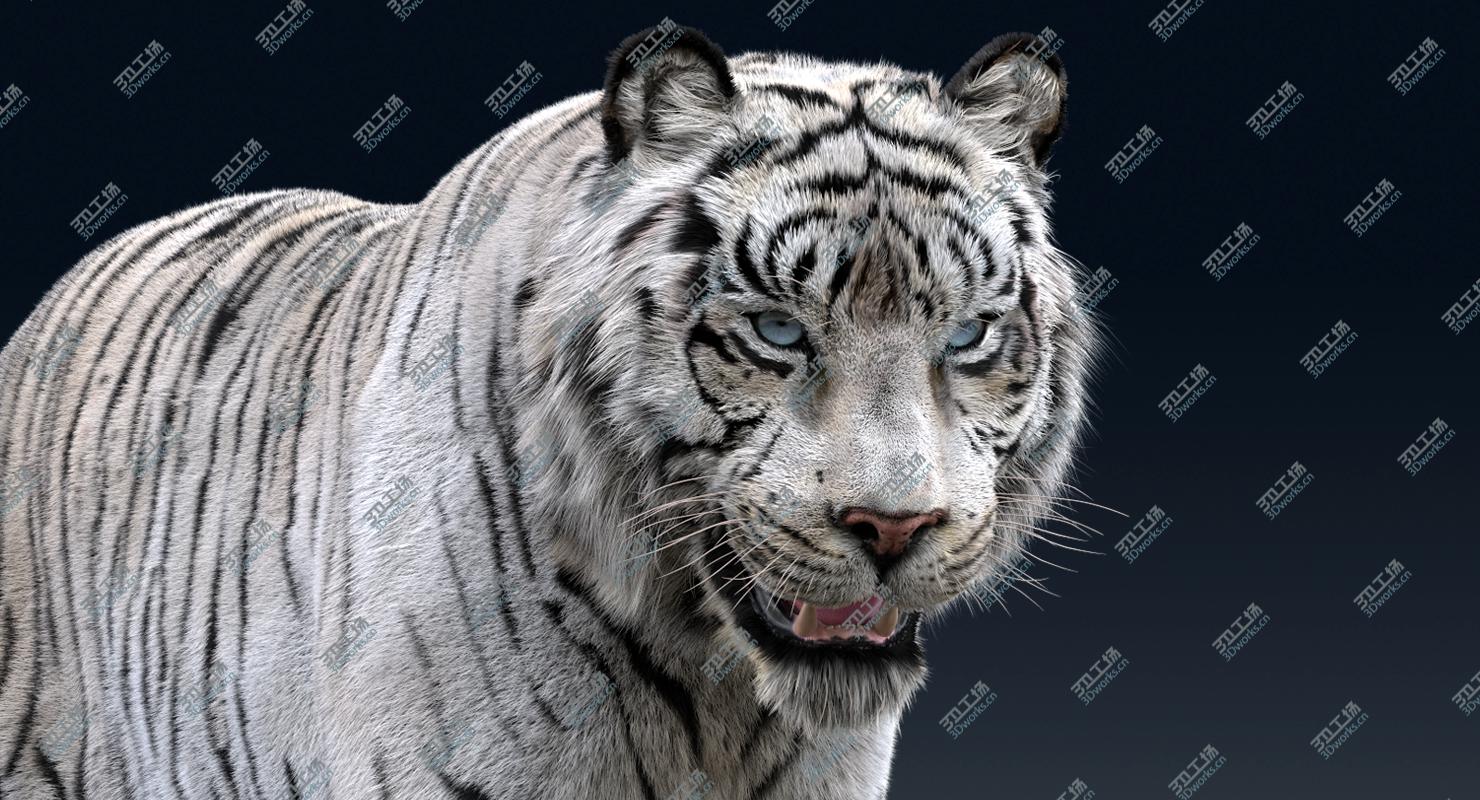 images/goods_img/2021040235/white Tiger(Rigged, FUR) 3D model/4.jpg